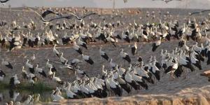 الدقهلية تنفذ حملة لتقصي مرض أنفلونزا الطيور فى مسار الطيور المهاجرة - نبض مصر