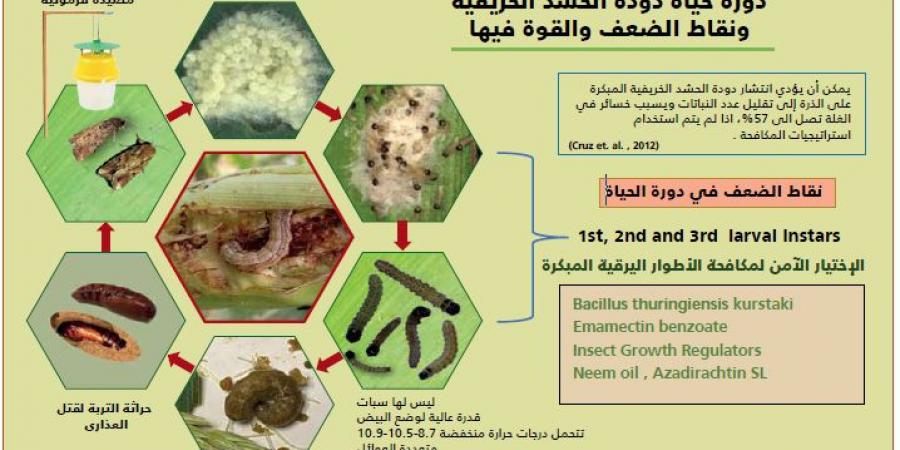 دودة الحشد الخريفية تهدد الأمن الغذائي ومعركة عالمية لمواجهة الخر القادم - نبض مصر