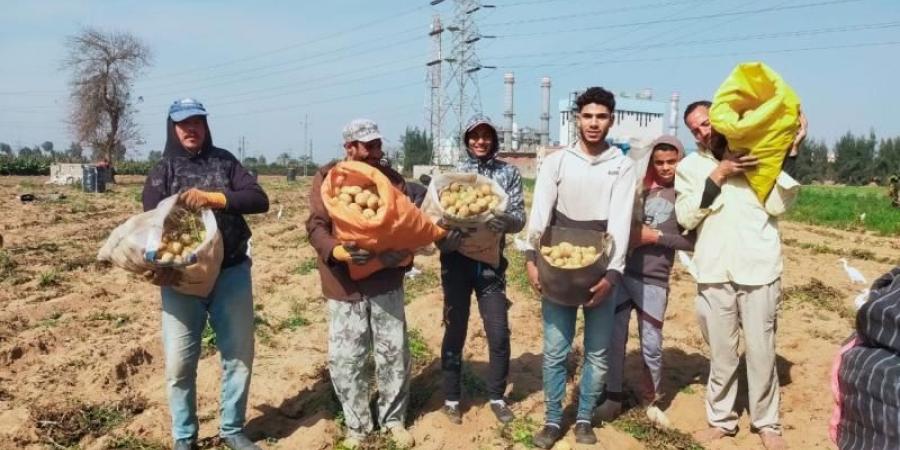 يتسابق عليها دول الاتحاد الأوروبي والخليج..محصول البطاطس بمصر كالذهب في السوق العالمي - نبض مصر