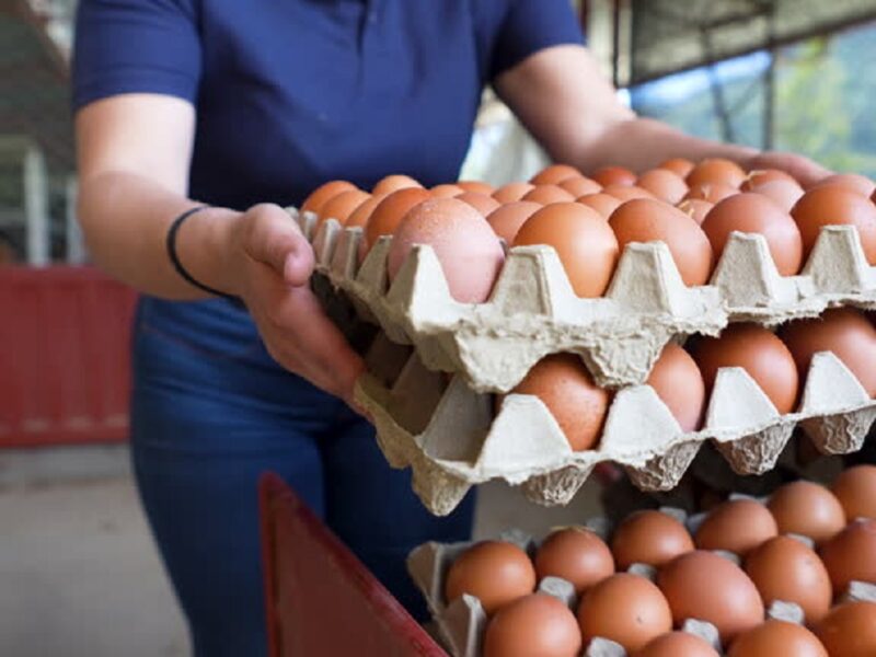 وصلت كام النهاردة؟.. سعر كرتونة البيض البلدي اليوم في الأسواق والمحلات بالتزامن مع بداية الدراسة