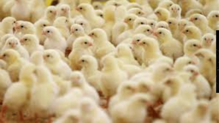 أسعار الكتاكيت في بورصة الدواجن اليوم السبت 22-11-2025