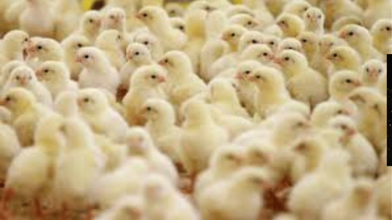 أسعار الكتاكيت اليوم في مصر تسجل تغييرات مفاجئة… والشركات الكبرى تفرض كلمتها”