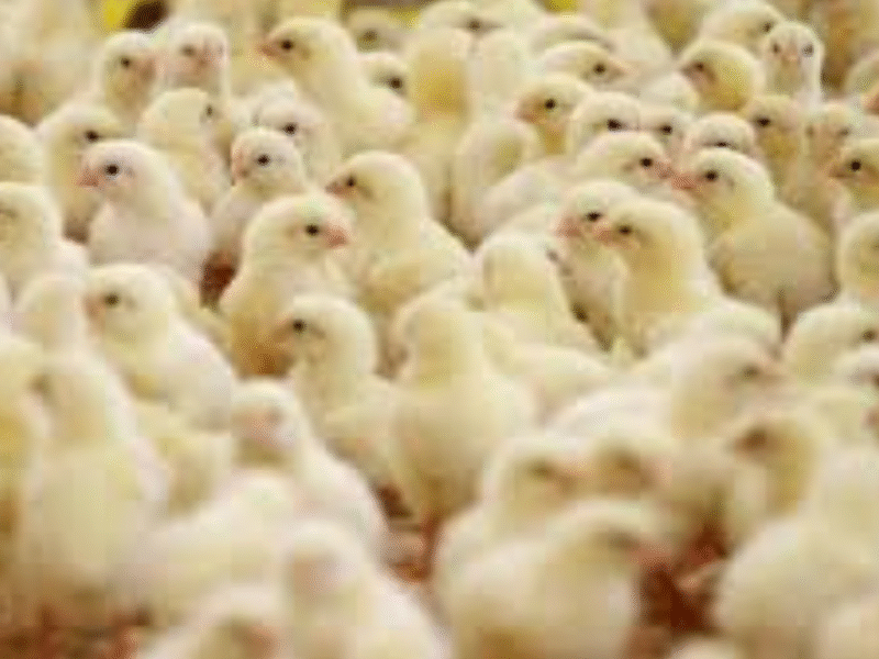 أسعار الكتاكيت اليوم في مصر تسجل تغييرات مفاجئة… والشركات الكبرى تفرض كلمتها