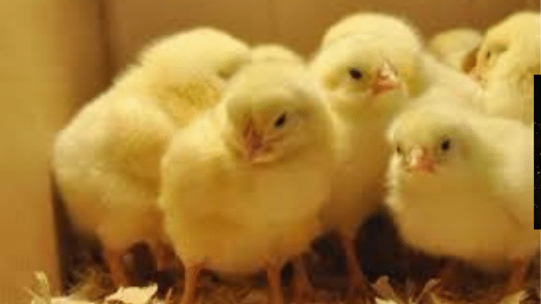 ارتفاع ومنافسة قوية في أسعار الكتاكيت اليوم السبت 15 نوفمبر 2025 في السوق المصري