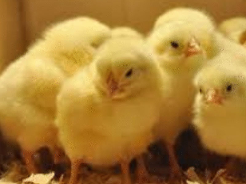 ارتفاع ومنافسة قوية في أسعار الكتاكيت اليوم السبت 15 نوفمبر 2025 في السوق المصري