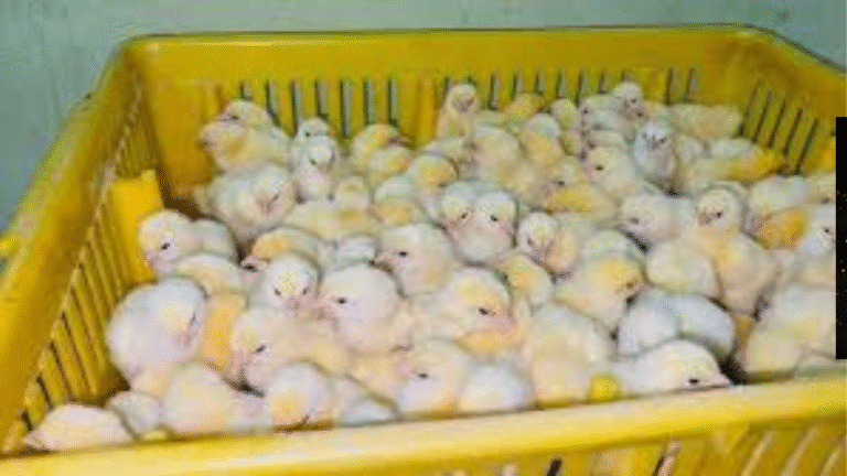 تحديث أسعار الكتاكيت والبط 20112025 فرص للمربين وسط تقلبات السوق