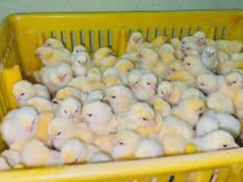 تحديث أسعار الكتاكيت والبط 20112025 فرص للمربين وسط تقلبات السوق