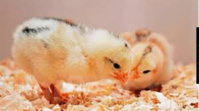 تراجع مفاجئ في أسعار الكتاكيت واستقرار الدواجن.. سوق مصر يدخل مرحلة هدوء حذرة قبل شتاء 2025