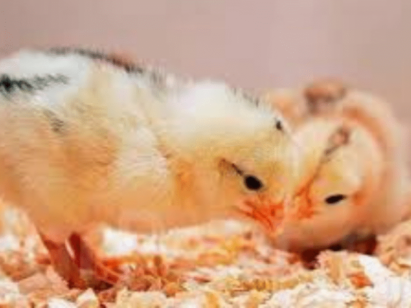 تراجع مفاجئ في أسعار الكتاكيت واستقرار الدواجن.. سوق مصر يدخل مرحلة هدوء حذرة قبل شتاء 2025