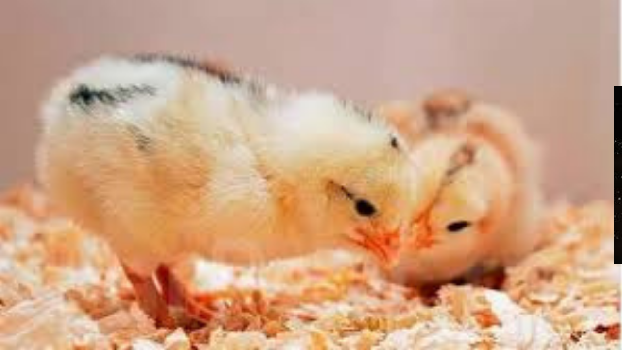 تراجع مفاجئ في أسعار الكتاكيت واستقرار الدواجن.. سوق مصر يدخل مرحلة هدوء حذرة قبل شتاء 2025