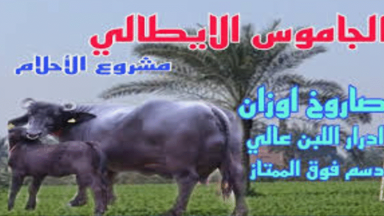 شروط شراء الجاموس الإيطالي بالتقسيط