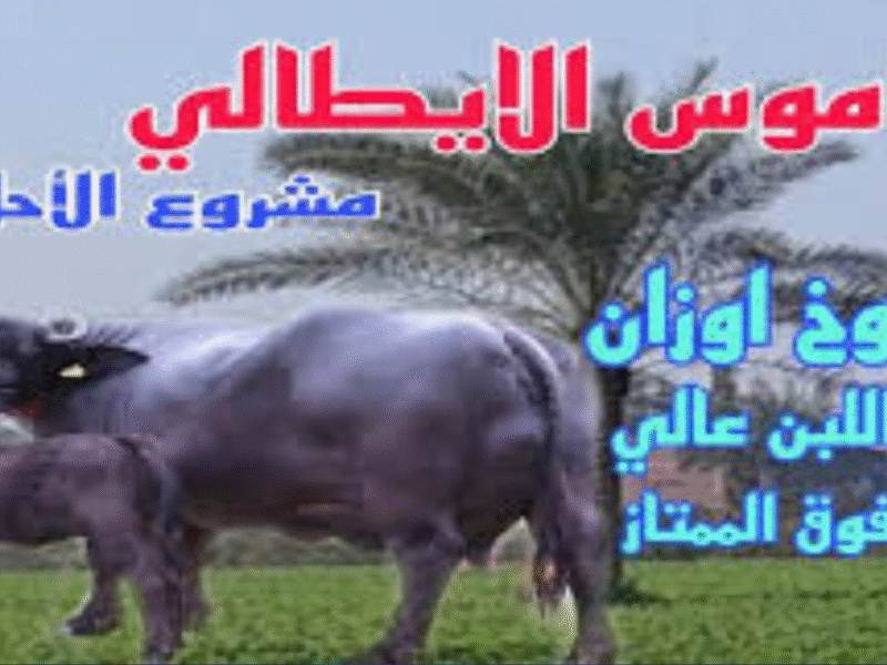 شروط شراء الجاموس الإيطالي بالتقسيط