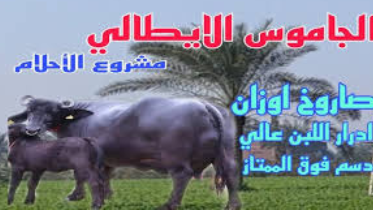 شروط شراء الجاموس الإيطالي بالتقسيط