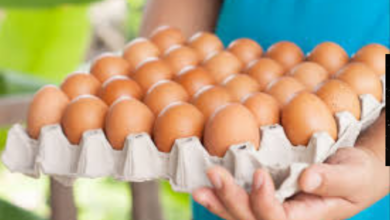 بعد الانهيار.. طبق البيض يتماسك عند 150 جنيهًا! أسعار البيض اليوم الإثنين 8-12-2025 وتفاصيل تعافي الإنتاج لمليون طبق يوميًا.
