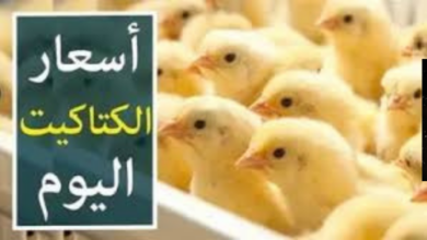 عاجل من البورصة: الكتكوت الأبيض يلامس 17 جنيهًا والقصبي يقفز بـ18 جنيهًا.. أسعار الكتاكيت اليوم الإثنين 8-12-2025.
