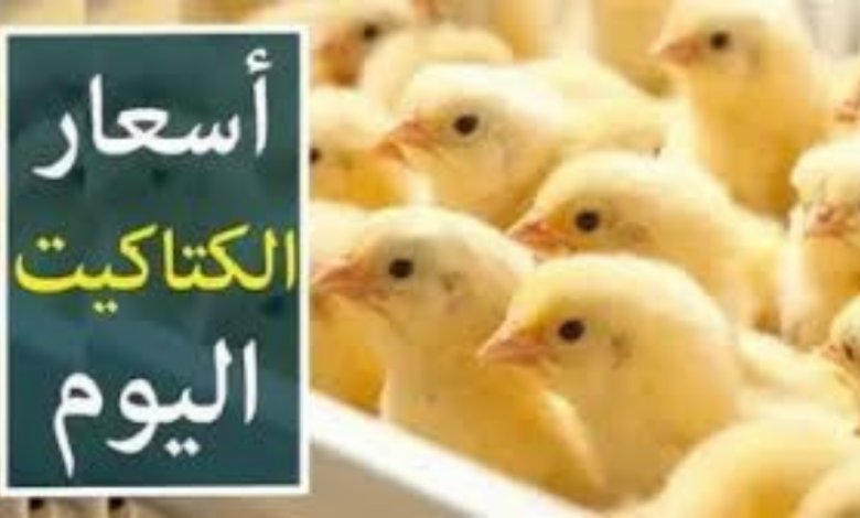 عاجل من البورصة: الكتكوت الأبيض يلامس 17 جنيهًا والقصبي يقفز بـ18 جنيهًا.. أسعار الكتاكيت اليوم الإثنين 8-12-2025.