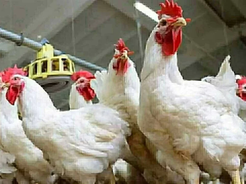 أسعار الدواجن اليوم الأربعاء تتجاوز الحدود: سعر كيلو الفراخ البيضاء بعد الارتفاع الأخير