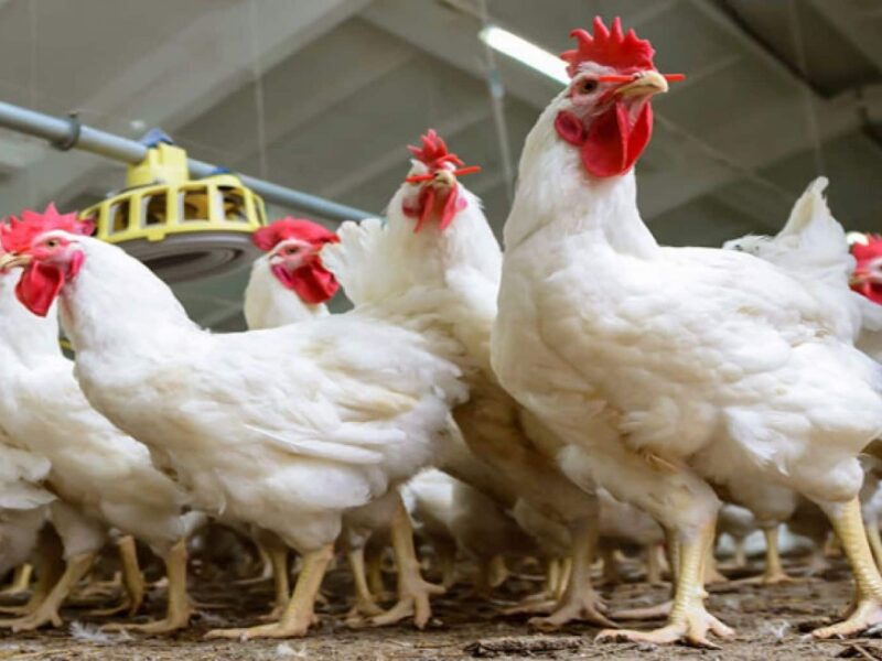 صناعة الدواجن في خطر: رئيس المنتجيين يحذر من تداعيات الاستيراد على السوق المحلي