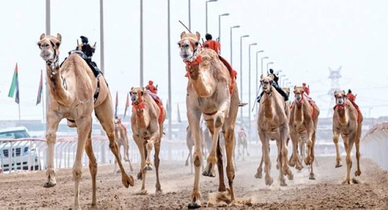 احتفاء رقمي واسع بتراث الأجداد في مهرجان اليتمة