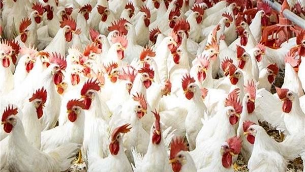 التعاون بين «التموين» و«هيئة الشراء» يسعى لتحقيق استقرار أسعار الدواجن