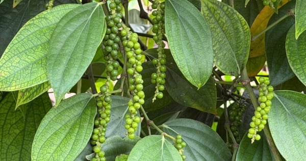 أسعار الفلفل في 10 فبراير 2026 تشهد استقرارًا مؤقتًا