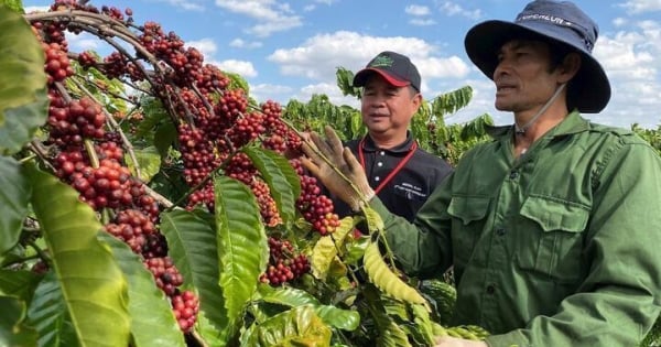 ارتفاع أسعار الأرز بمقدار 1000 دونغ فيتنامي لكل كجم