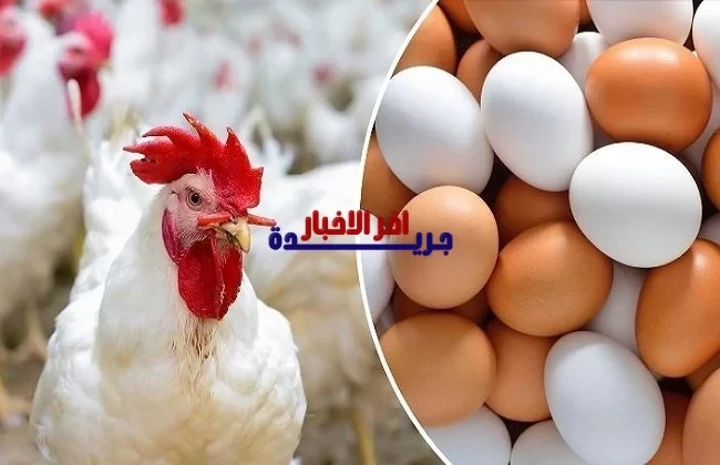 أسعار الدواجن والبيض اليوم الأربعاء 11 فبراير 2026 تشهد تراجعاً ملحوظاً أو ارتفاعاً مستمراً
