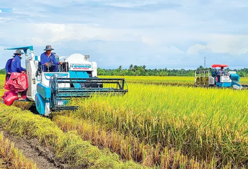 “نجعل أرباحك تتضاعف بفضل أرز ST25” زيادة الدخل بفضل أرز ST25