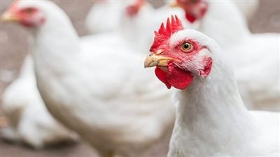 مفاجأة سارة تسعد المستهلكين.. انخفاض أسعار الفراخ في شهر أكتوبر