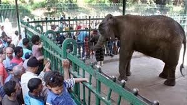 موعد افتتاح حديقة الحيوان بالجيزة 2026 وأسعار تذاكر الدخول تفاجئ الزوار