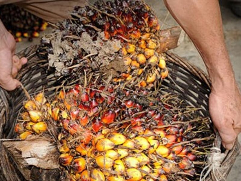 انخفاض الطلب الصيني على زيت النخيل يدفع الأسعار للترنح بين 1045 و1122 دولارًا للطن