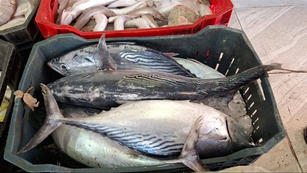 أسعار الأسماك والمأكولات البحرية تشهد تحركات جديدة اليوم 12 فبراير 2026