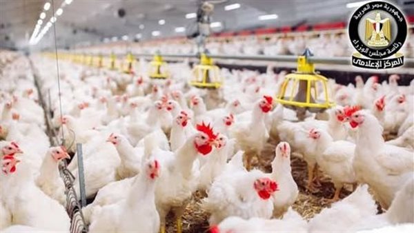 نقيب الزراعيين يكشف عن السعر العادل للدواجن في الأسواق مع اقتراب رمضان