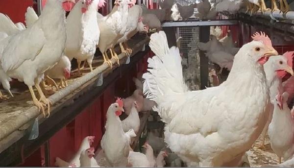 استكشف أحدث أسعار الدواجن للمستهلك اليوم الاثنين 9-2-2026.. كم يبلغ سعر البانية؟