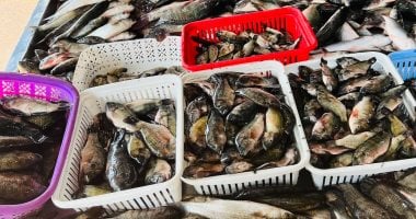 “أسعار الأسماك بكفر الشيخ في قلب المطالبات بكسر الأسعار” البلطي بكام؟ أسعار الأسماك الجمعة 6 فبراير 2026