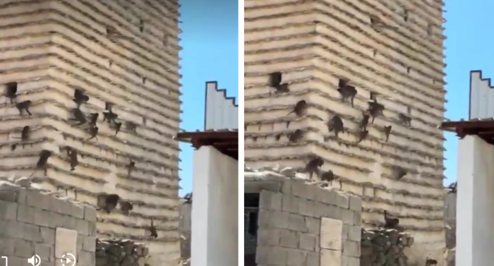 شاهد لحظة خروج أعواد من القرود بكثافة من مبنى مهجور في سراة عبيدة بعسير