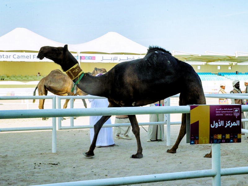 احتفالية ختام مهرجان قطر للإبل تحت شعار ‘جزيلات العطا’.. عبد العزيز سليم ينطلق بسيف المجاهيم نحو السعودية
