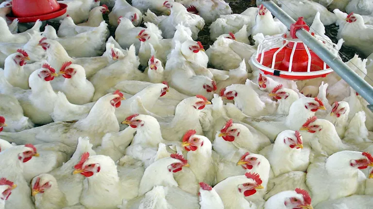 “تدخل حكومي حاسم لضبط أسعار الدواجن وسط ارتفاع جديد في درجات الحرارة”