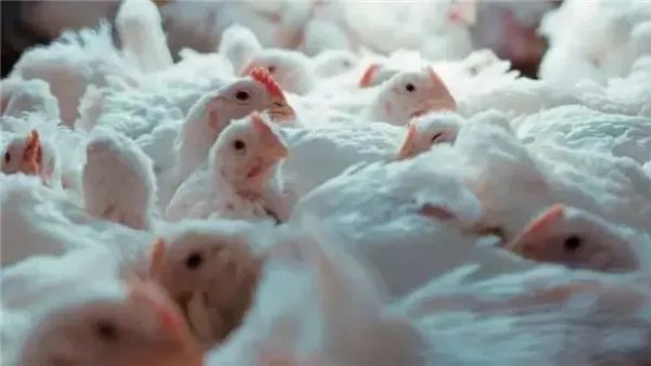 أسعار الدواجن تسجل ارتفاعًا ملحوظًا في الأسواق اليوم الجمعة 6 فبراير 2026