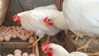 أسعار الفراخ البيضاء اليوم في بورصة الدواجن وتكاليف الكيلو للمستهلك قبل الشراء