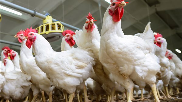 فائض الإنتاج يفتح آفاق التصدير أمام السوق المحلية