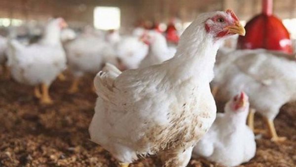 ارتفاع سعر كيلو الفراخ البيضاء 9 جنيهات خلال تعاملات الأسبوع في الأسواق