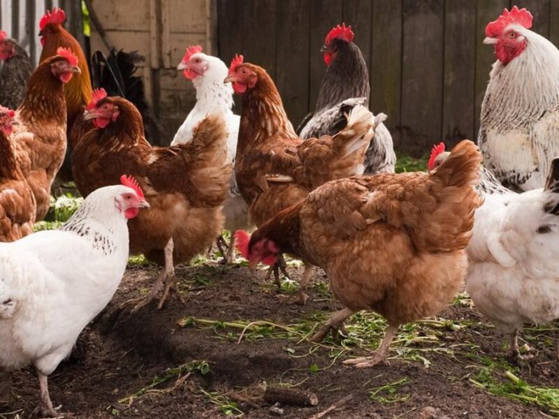 أسعار الدواجن اليوم الأحد 8 فبراير 2026 في الأسواق تكشف المستجدات