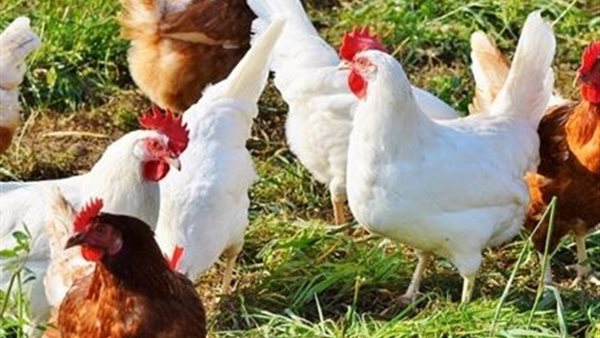 أسعار الفراخ المرتفعة في الأسواق اليوم الجمعة 6 فبراير 2026