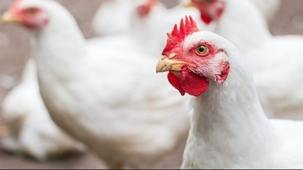 أسعار الدواجن تسجل ارتفاعًا ملحوظًا في أسواق الشرقية اليوم الاثنين