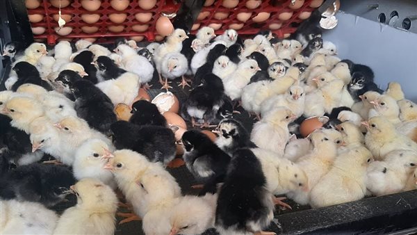 أسعار الكتاكيت والبط تتراجع في بورصة الدواجن اليوم الخميس، والأبيض ينخفض 5.5 جنيه