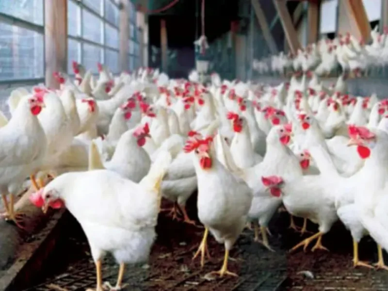 أسعار الدواجن تتجه للانخفاض مقارنةً برمضان الماضي وتحقيق استقرار في السوق