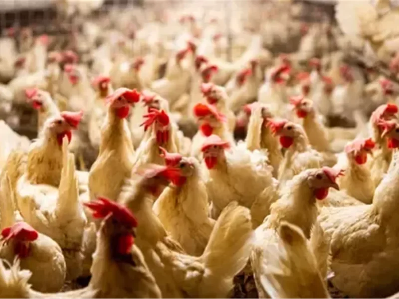استقرار نسبي في أسعار الدواجن اليوم في الأسواق، تعرف على الأرقام!