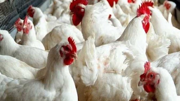 صدمة في أسعار الدواجن والبانيه بعد قرار استيراد الفراخ