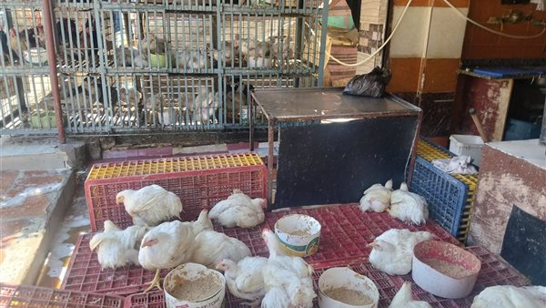 أسعار الفراخ البيضاء تسجل 110 جنيهات للكيلو اليوم الأربعاء وتثير غضب المواطنين